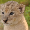 Отель Ukutula Lodge & Game Reserve, фото 11
