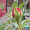 Отель Pingyao Dumenjiadi Inn, фото 12