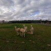 Отель Springwood Shepherd Huts, фото 16