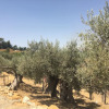 Отель Dea Degli Ulivi House, фото 24