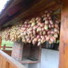 Отель Pensiunea Teodora Teleptean, фото 12