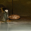Отель Yamanoyado Reisen Kannojigoku Ryokan, фото 5