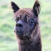 Отель Gallin Farm Alpacas, фото 9