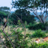 Отель Saadani Safari Lodge - bush, river, beach, фото 50