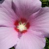 Отель Hibiscus Guest House, фото 15