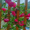 Отель Yunshanying B&B (Tianzhushan Scenic Area Branch), фото 8