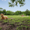 Отель Lehnsgaard Ranch, фото 20