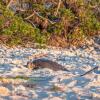 Отель Wilson Island, фото 22