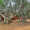 Отель Overgaard Cabin Near Mogollon Rim & Hiking, фото 19