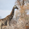 Отель Thuhlo lodge, фото 23