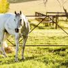 Отель Daisy Bank Cottages, фото 39