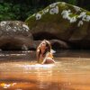 Отель The Canopy Rainforest Treehouses and Wildlife Sanctuary, фото 13