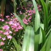 Отель Tan Thanh Garden Homestay, фото 15