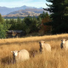 Отель Mitchella Farm Bed & Breakfast, фото 13