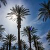 Отель Palm Springs RV Resort, фото 1