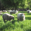 Отель Agroturismo Es Molí de Son Maiol, фото 12