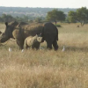 Отель Thekwane Lodge, фото 27