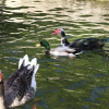 Отель Quinta de Chousas - Braga - Agrotourism, фото 24