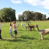 Отель Silverstream Alpaca Farmstay and Tour, фото 19