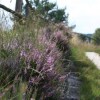 Отель Landhaus Calluna, фото 30