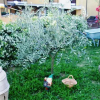Отель B&B La Bubbola, фото 2