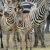 Отель Serengeti Serena Safari Lodge, фото 19