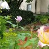Отель B&B Le Camelie, фото 12