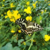 Отель The Yellow Butterfly, фото 7