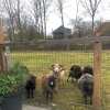 Отель Schaap8 Bed en Breakfast, фото 15