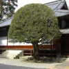 Отель Manpukuan Eisyouji Ryokan, фото 2
