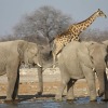 Отель Shikamasha Etosha Game lodge, фото 8