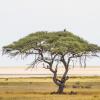 Отель Eagle Tented Lodge & Spa Etosha, фото 11