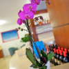 Отель Garni Orchidea, фото 16