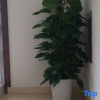 Отель Anjizole house, фото 7