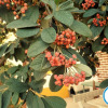 Отель Casa Das 3 Palmeiras, фото 11