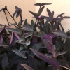 Отель Al Rehab Apartment. with Private Garden, фото 11