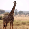 Отель Baker & Sons Safari Company, фото 20