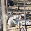 Отель Mossman Gorge Bed and Breakfast, фото 10