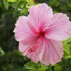 Отель Pension Hibiscus, фото 8