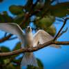 Отель Aitutaki Lagoon Private Island Resort - Adults Only, фото 25