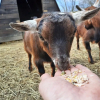 Отель GîTES LA FERME SAMSON, фото 6