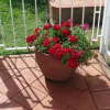Отель Villa Leone Guest House, фото 31