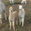 Отель Raynella Alpaca Farm Stay, фото 32