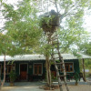 Отель Tree house sigiri queens rest, фото 13