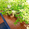 Отель Lemon Tree Patio, фото 28