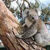 Отель Melaleuca Motel, фото 11