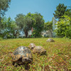 Отель The Turtles Garden, фото 13