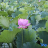 Отель Xuancheng Jingchuan Hotel, фото 9