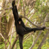 Отель Curuhuinsi Lodge, фото 15