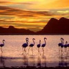 Отель Flamingo Lake, фото 13